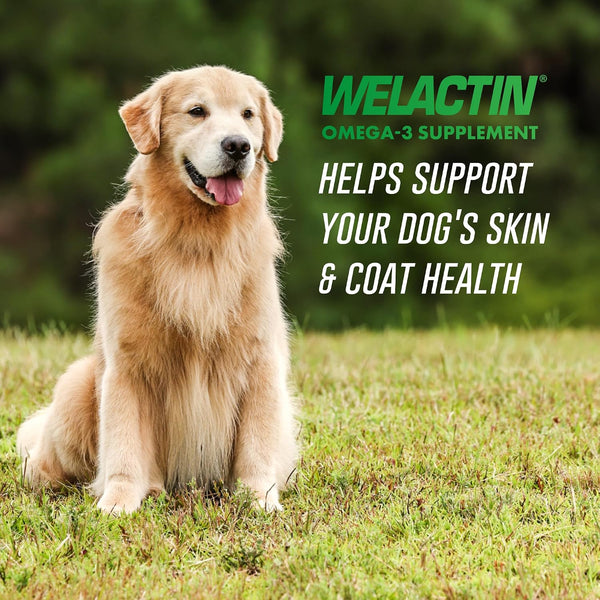 Nutramax Welactin Omega 3 Fish Oil for Dogs, Skin and Coat Health Supplement, Plus Joint, Immune, Kidney, and Brain Support, Premium Omega 3 Fatty Acids, For Dogs, 16 Ounce Liquid