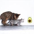 Avocado Catnip Wall Ball Cat Toys Catnip, 2PCS Cute Avocado Shape Catnip