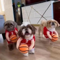 2025 New Dog Halloween Costumes, Dog Basketball Costume with Ball, Halloween Costumes with Basketball, Costume for Small Medium Large Dogs (1*RED, Small)