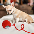 Automatic Ball for Small Dogs & Cats - Activated Moving Toy, Rechargeable, Self Play, Ball Toy with Long Tail Teaser