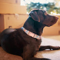 Dog Collar and Leash Set Girls Adjustable Puppy Collars with Floral Bow Tie for Small Medium Large Female Dogs, Orange Flower, XS