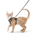 rabbitgoo Cat Harness and Leash Set, Escape Proof Vest, Black | Soft Breathable Mesh, Easy Adjustable Fit, Snap Buckles, Sturdy Clip, Reflective Strips, for Medium to Large Cats Walks, M