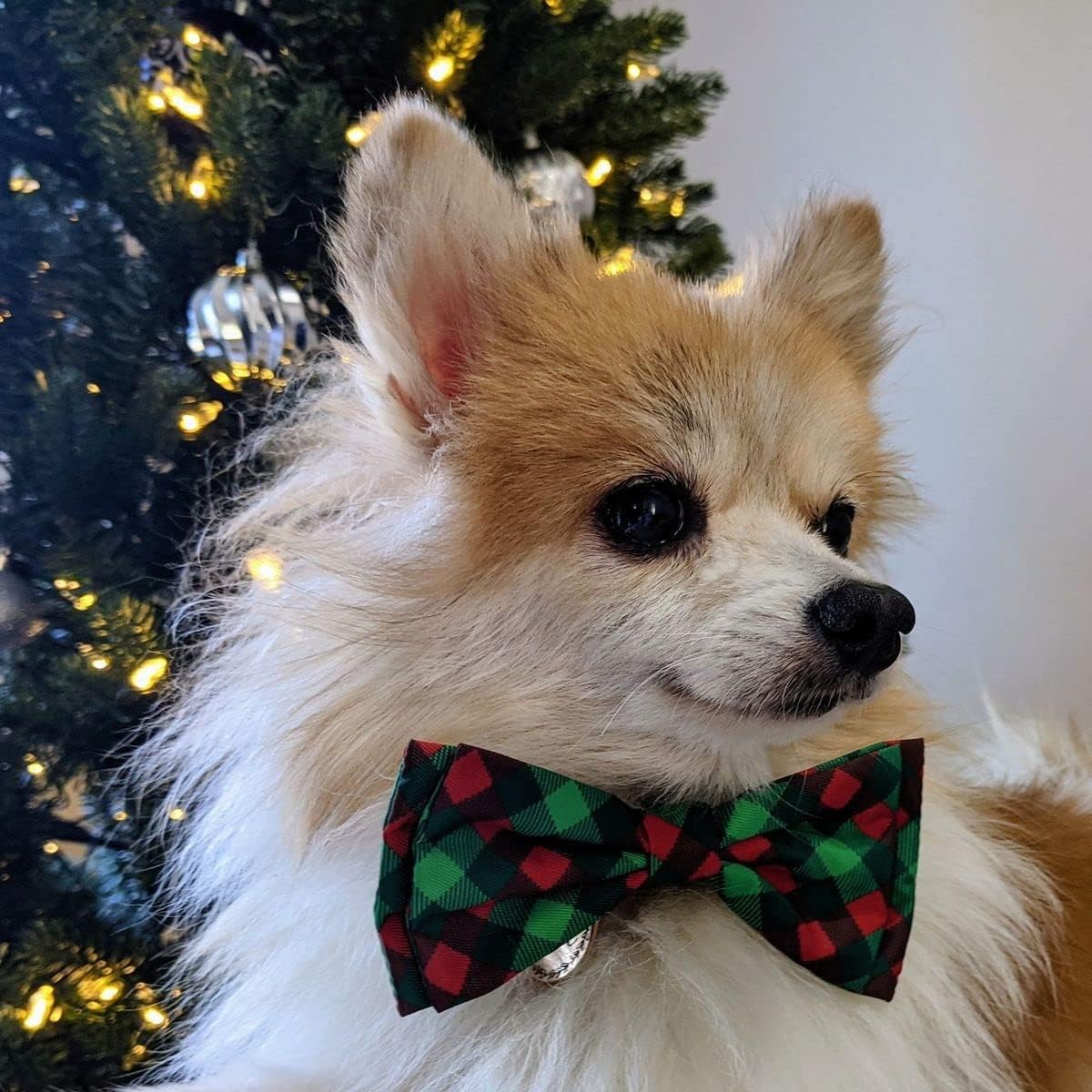 Huxley & Kent Pet Bow Tie for Dogs & Cats, Scottish Check, Small/Medium