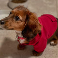 Soft Dog Hoodies for Small Dogs, Warm Fleece Puppy Clothes with Pocket
