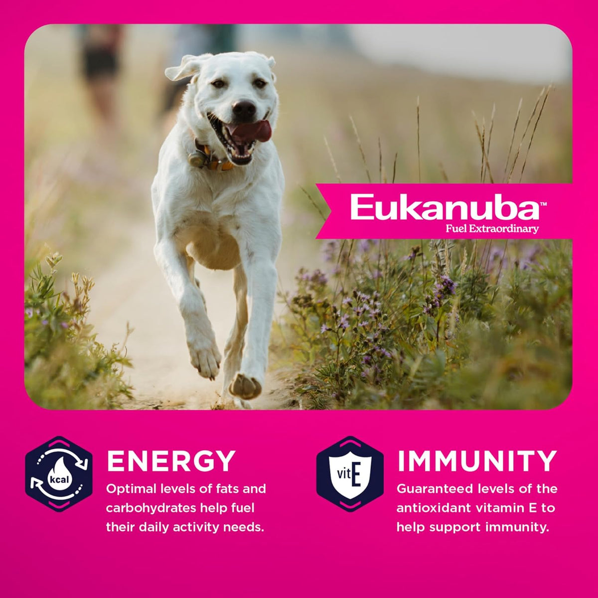 Eukanuba Adult Large Breed Dry Dog Food, 40 lb Bag