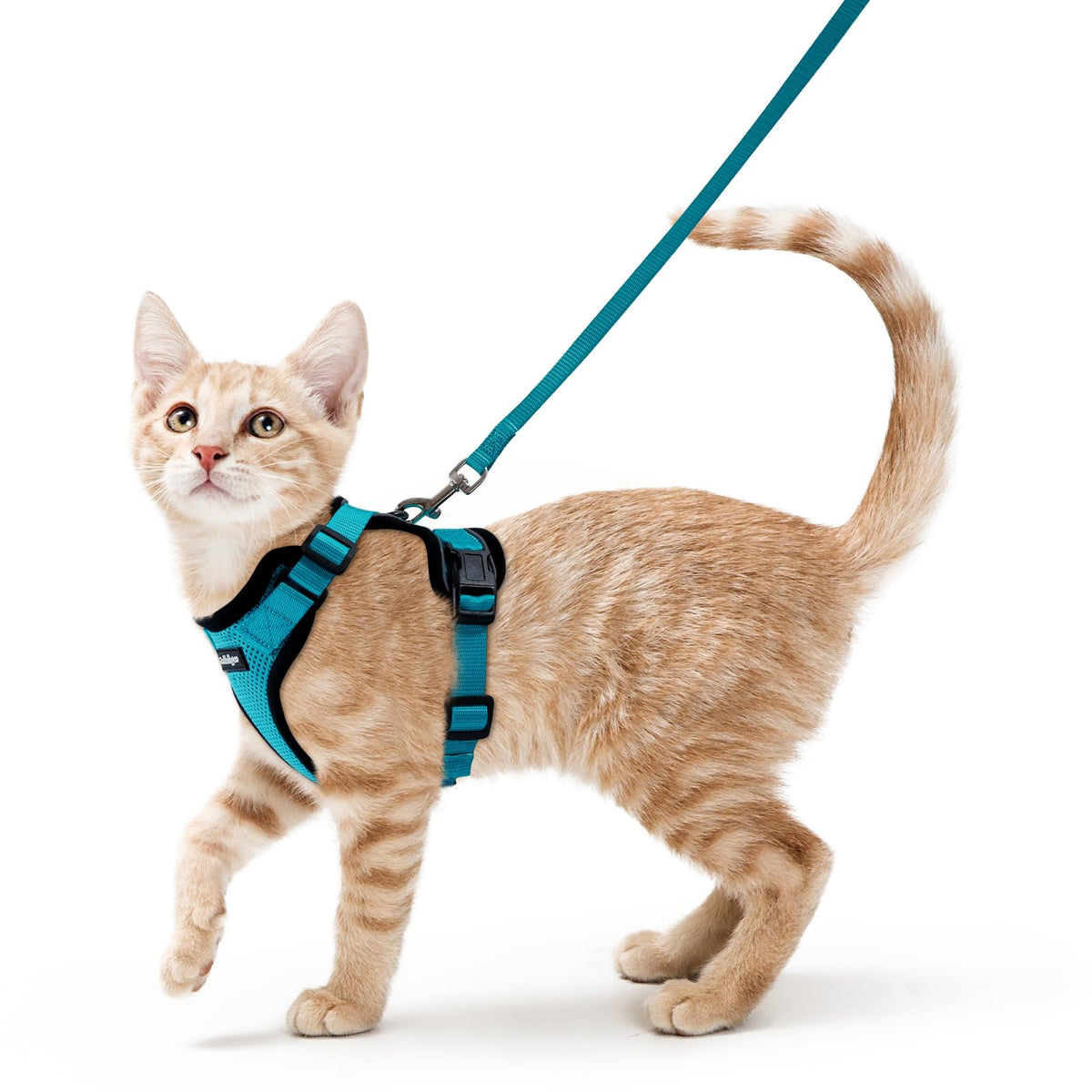rabbitgoo Cat Harness and Leash Set, Escape Proof Vest, Black | Soft Breathable Mesh, Easy Adjustable Fit, Snap Buckles, Sturdy Clip, Reflective Strips, for Medium to Large Cats Walks, M