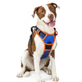 rabbitgoo Dog Harness No Pull with 2 Leash Clips, Adjustable Soft Padded, Reflective Oxford No Choke Pet Vest with Easy Control Handle for Medium Sized Dogs, Black, M