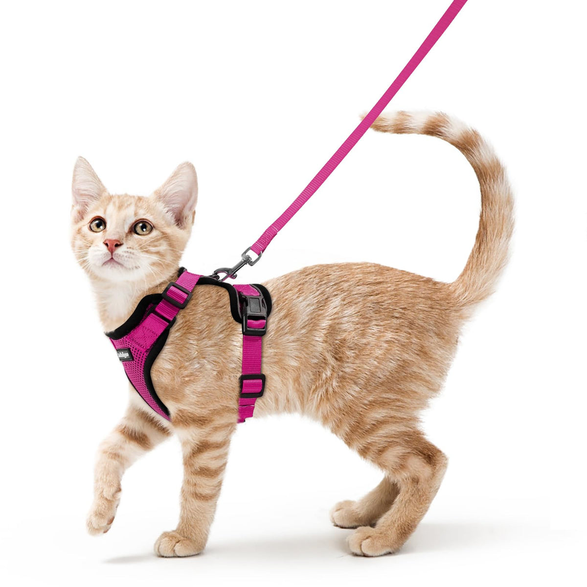 rabbitgoo Cat Harness and Leash Set, Escape Proof Vest, Black | Soft Breathable Mesh, Easy Adjustable Fit, Snap Buckles, Sturdy Clip, Reflective Strips, for Small & Average Cats Walks, Xs