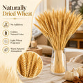 Sukh 100 Stems Dried Wheat Stalks - Boho Fall Decor for Home & Wedding