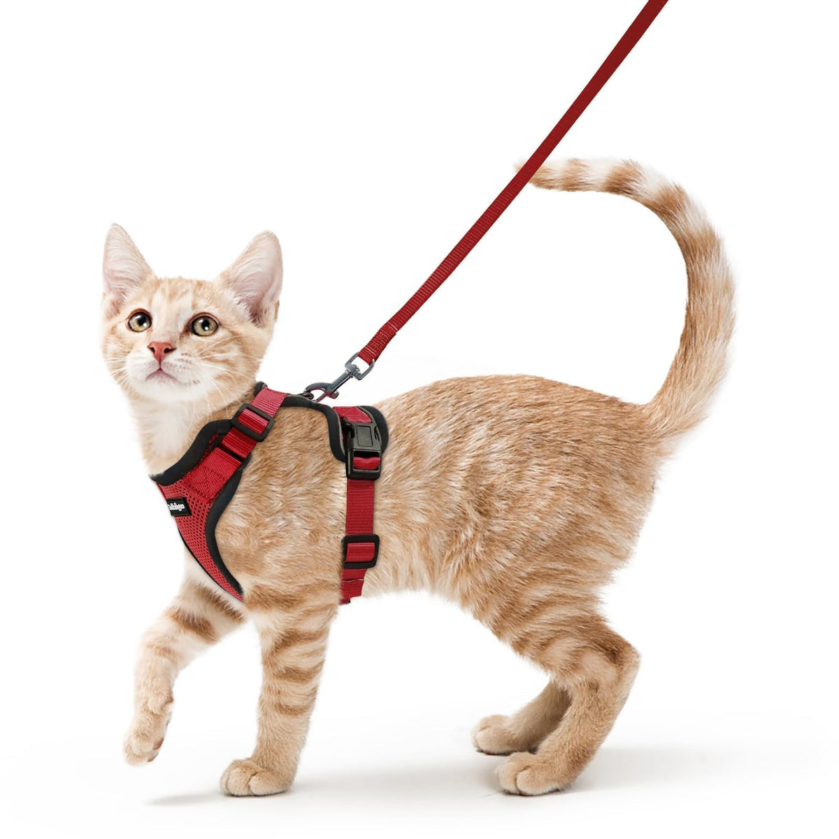 rabbitgoo Cat Harness and Leash Set, Escape Proof Vest, Black | Soft Breathable Mesh, Easy Adjustable Fit, Snap Buckles, Sturdy Clip, Reflective Strips, for Small & Average Cats Walks, Xs