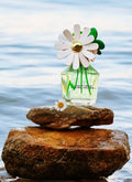 Marc Jacobs Daisy Wild Eau de Parfum - Adventurous Floral Women's Perfume - With Notes of Banana Blossom Accord, Jasmine & Macadamia Accord, Sandalwood & Vetiver des Sables