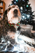Huxley & Kent Pet Bow Tie for Dogs & Cats, Scottish Check, Small/Medium