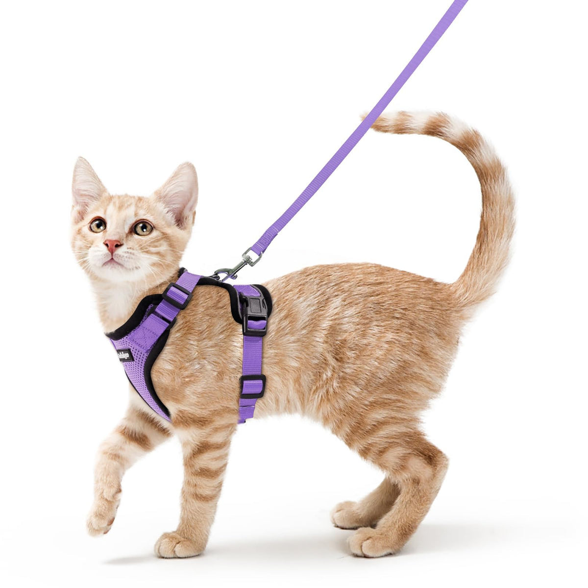 rabbitgoo Cat Harness and Leash Set, Escape Proof Vest, Black | Soft Breathable Mesh, Easy Adjustable Fit, Snap Buckles, Sturdy Clip, Reflective Strips, for Medium to Large Cats Walks, M