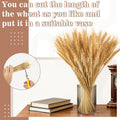 Sukh 100 Stems Dried Wheat Stalks - Boho Fall Decor for Home & Wedding
