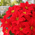 6 Pack Poinsettias Artificial Christmas Flowers Fake Red Poinsettias Flower