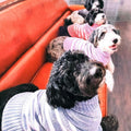 Blueberry Pet Cozy Soft Chenille Classy Striped Dog Sweater in Dusty Rose, Back Length 12", Pink Clothes for Dogs