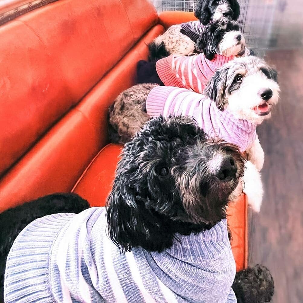 Blueberry Pet Cozy Soft Chenille Classy Striped Dog Sweater in Dusty Rose, Back Length 12", Pink Clothes for Dogs