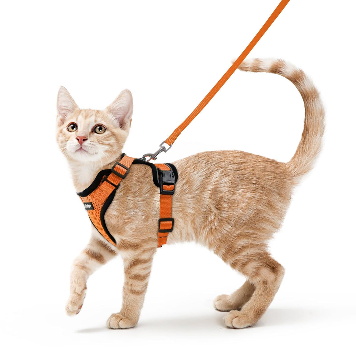 rabbitgoo Cat Harness and Leash Set, Escape Proof Vest, Black | Soft Breathable Mesh, Easy Adjustable Fit, Snap Buckles, Sturdy Clip, Reflective Strips, for Small & Average Cats Walks, Xs