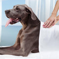 Fromm Large Breed Adult Gold Premium Dry Dog Food - Dry Adult Dog Food for Large Breeds - Chicken Recipe - 30 lb