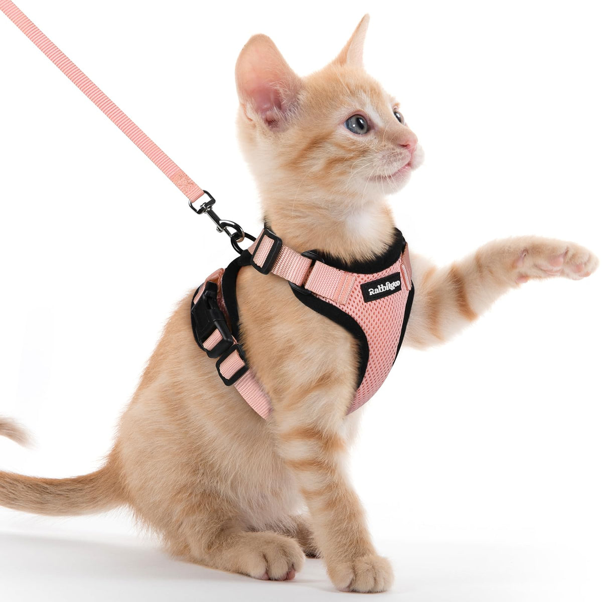 rabbitgoo Cat Harness and Leash Set, Escape Proof Vest, Black | Soft Breathable Mesh, Easy Adjustable Fit, Snap Buckles, Sturdy Clip, Reflective Strips, for Medium to Large Cats Walks, M