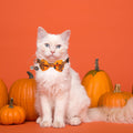 ADOGGYGO Halloween Cat Collar with Bow Bell, Skull Cat Bow Tie Collar