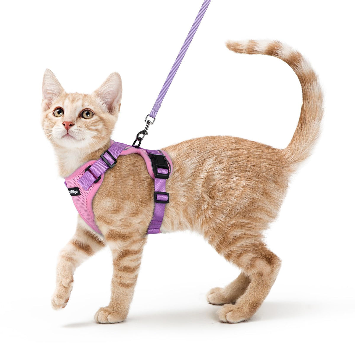 rabbitgoo Cat Harness and Leash Set, Escape Proof Vest, Black | Soft Breathable Mesh, Easy Adjustable Fit, Snap Buckles, Sturdy Clip, Reflective Strips, for Medium to Large Cats Walks, M