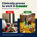 YuMOVE Small Dog Hip & Joint Supplement Soft Chews, ActivEase Green Lipped Mussel, Glucosamine for Dogs, Hyaluronic Acid & Omega 3 - Hickory Seafood Flavor - 60 Chews (Small/Medium Dogs)