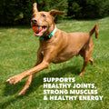 IAMS Proactive Health High Protein Dry Dog Food with Chicken & Beef, 30 lb. Bag