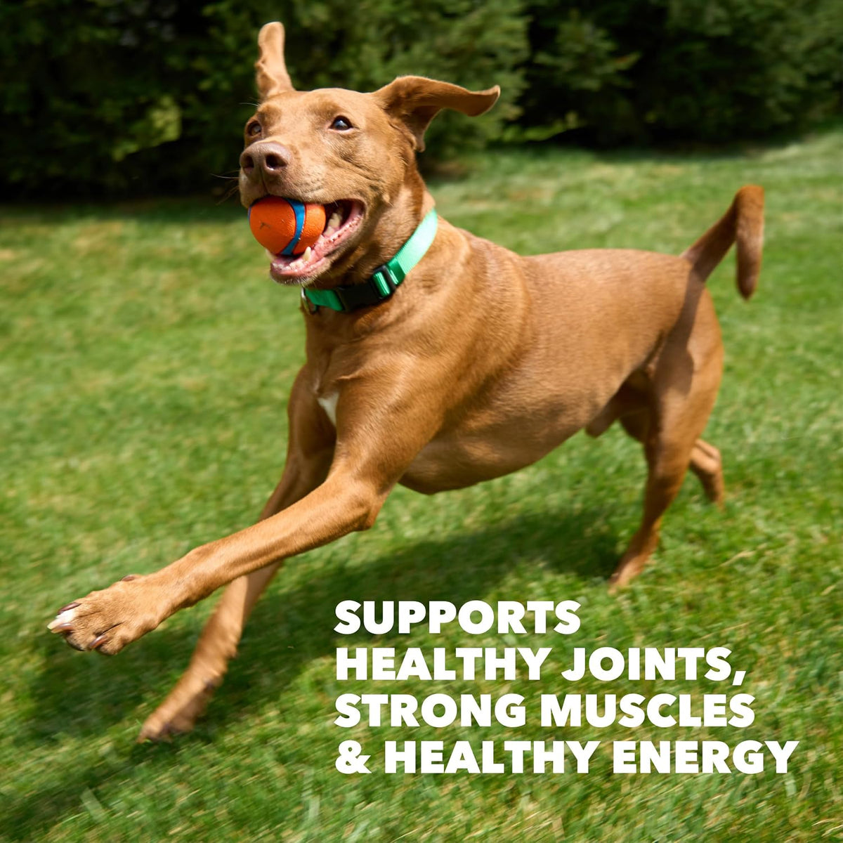 IAMS Proactive Health High Protein Dry Dog Food with Chicken & Beef, 30 lb. Bag