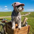 Rbenxia Dog Sun Hat with Ear Holes Pet Summer Baseball Beach Visor Hat