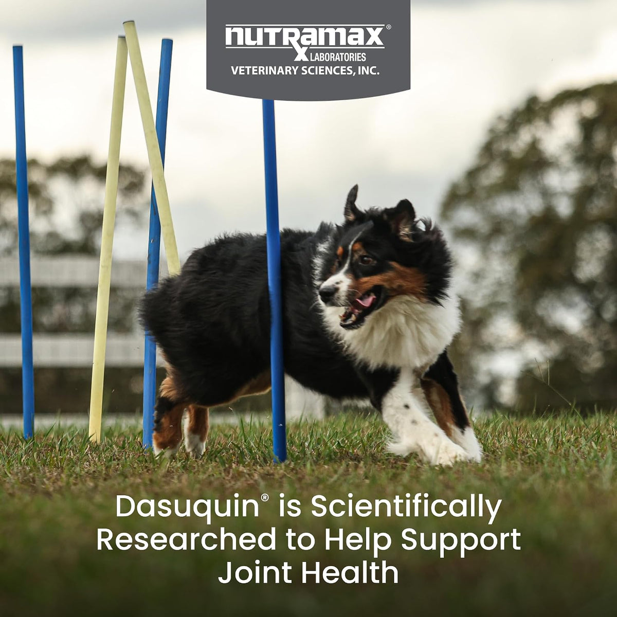 Nutramax Dasuquin for Large Dogs, Joint Health Supplement, Contains Glucosamine for Dogs, Plus Chondroitin, ASU, MSM and More, Supports Healthy Joints, Soft Chews, 84 Count
