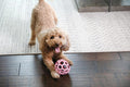 JW Pet HOL-ee Roller™, Dog Toy Puzzle Ball, Natural Rubber, Medium (4.5” Inch Diameter), Pink