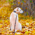 ADOGGYGO Fall Dog Leash, Orange Plaid Thanksgiving Leash for Dog, 5FTx1''