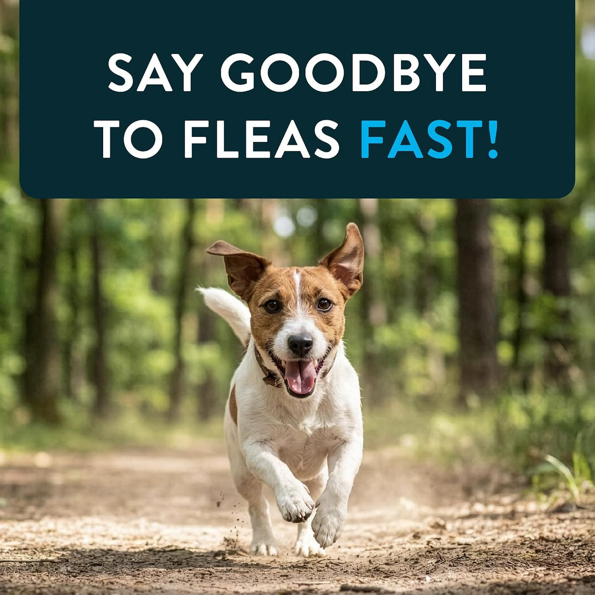Capstar (Nitenpyram) Fast-Acting Oral Flea Treatment for Dogs 2-25 Lbs, Vet-Recommended Medication Tablets, Flea Tablets for Dogs Start Killing in 30 Minutes, 6 Doses