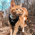rabbitgoo Cat Harness and Leash Set, Escape Proof Vest, Black | Soft Breathable Mesh, Easy Adjustable Fit, Snap Buckles, Sturdy Clip, Reflective Strips, for Small & Average Cats Walks, Xs