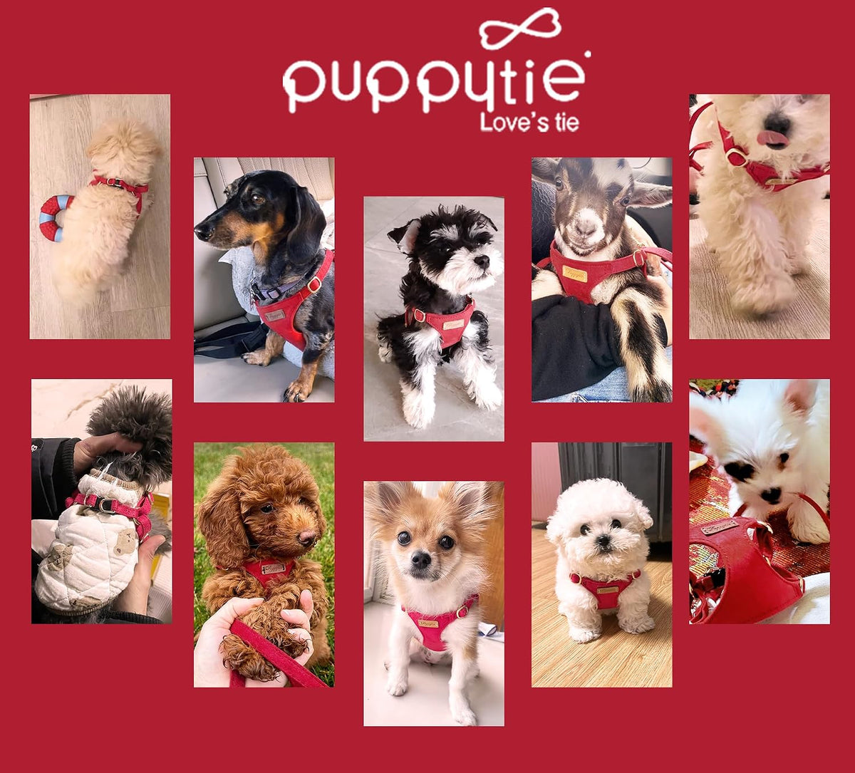 Puppytie xs Dog Harness with Multifunction Dog Leash,Soft Adjustable No Choke Escape Proof Pet Harness Vest,red-Camellia,XS