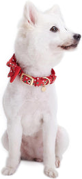 Blueberry Pet Luxurious Christmas Festival Polka Dot Adjustable Dog Collar with Detachable Bowtie, Neck 13-16.5", for Medium Breed