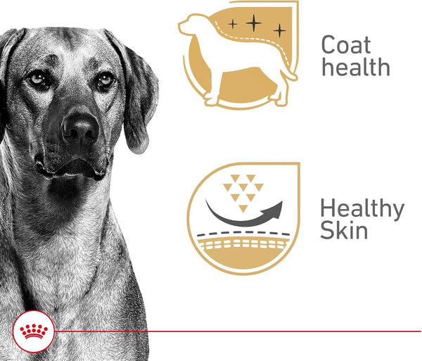 ROYAL CANIN Canine Health Nutrition Adult in Gel Dog Food, 13.5 oz (Pack of 12)