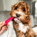 Nylabone Original Bone Power Chew Toys for Dogs, Durable & Tough Dog Toys for Aggressive Chewers, Long Lasting Chicken, Bacon, and Peanut Butter Flavor, Small - Up to 25 lbs, 1 Count