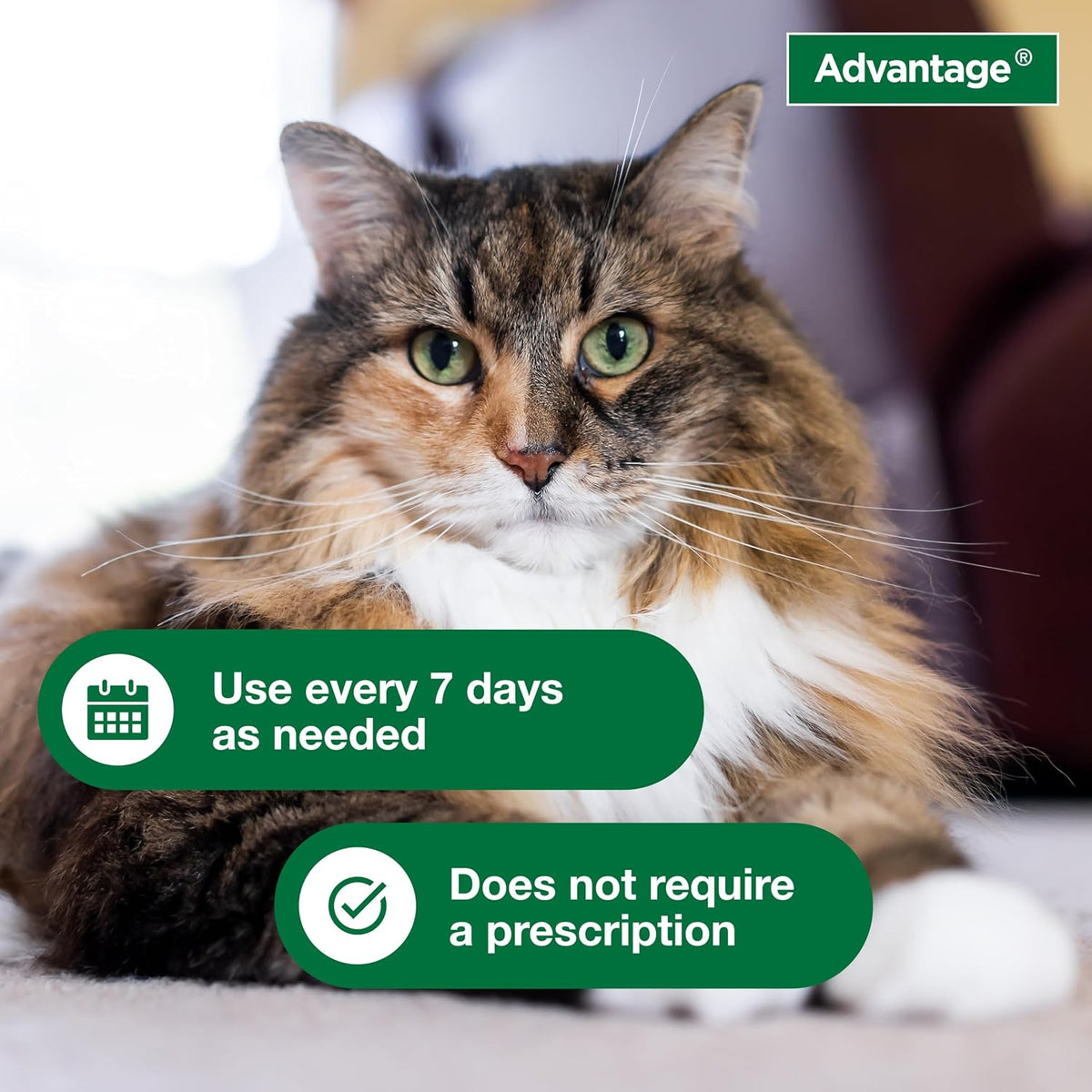 Advantage Cat Flea & Tick Shampoo for Kittens & Adult Cats | Kills Fleas & Ticks | 8 oz.