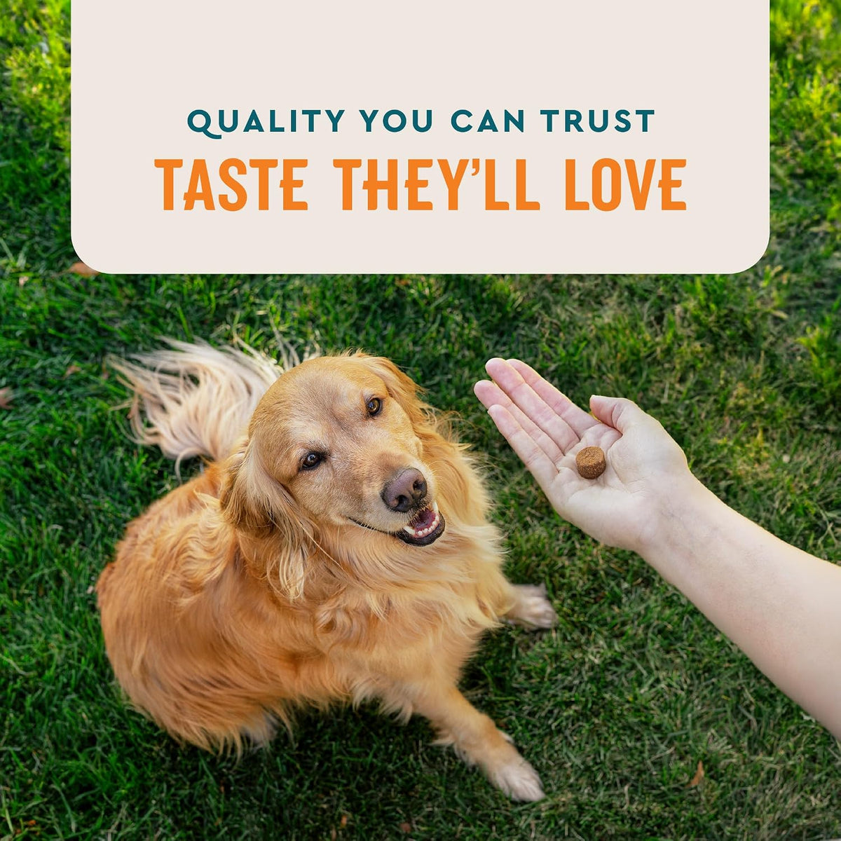 VetIQ Skin and Coat Supplement for Dogs, Helps Maintain Healthy Skin and Shiny Coat, Hickory Smoke Flavor Dog Chew, Made in the USA, 60 Count