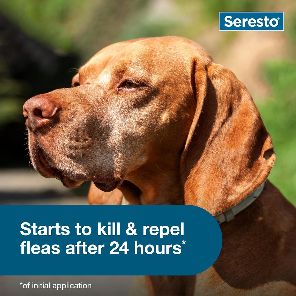 Seresto Flea & Tick Collar For Dogs Over 18 lbs., Treatment & Prevention, Vet-Recommend, 8 Month Protection