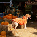 FLAdorepet Halloween Large Dog Pumpkin Costume Outfits Party Dress Up,3XL
