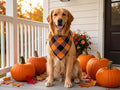 Fall Dog Bandanas 2PCS Halloween Pumpkin Spider Web Large Dogs | 2PCS reversible dog bandanas for fall & Halloween & Thanksgiving.Orange plaid/pumpkin/Spider Web design.Fits medium-large dog
