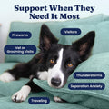Solid Gold Calming Chews for Dogs - Dog Calming Chews w/Melatonin for Separation, Stress & Hyperactivity Relief - Supports Relaxation for Travel, Fireworks & Storms - All Ages & Sizes - Bacon 120ct