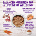 Wellness Complete Health Pate Variety Pack Adult Canned Wet Dog Food, Wholesome Grains, Natural, 12.5 oz, Pack of 6 Cans