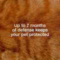 ADAMS Plus Flea & Tick Collar for Cats, Flea Collar for 7-Month Prevention, Adjustable Collar Fits Cats & Kittens, Kills Fleas & Ticks, 1 Count