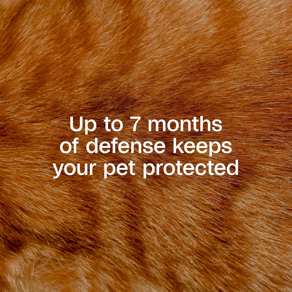 ADAMS Plus Flea & Tick Collar for Cats, Flea Collar for 7-Month Prevention, Adjustable Collar Fits Cats & Kittens, Kills Fleas & Ticks, 1 Count