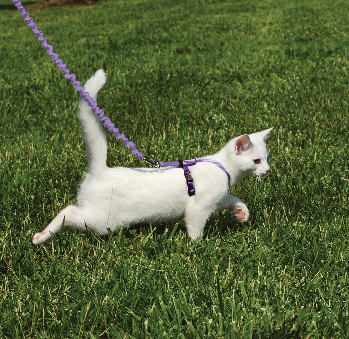 PetSafe Come with Me Kitty Harness and Bungee Leash Adjustable, Lightweight Harness for Cats Large, Lilac