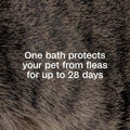 ADAMS Plus Flea & Tick Shampoo with Precor for Dogs & Cats, 24 oz | Flea shampoo for dogs and cats kills flea eggs and lice on contact, helps stop hatching for 28 days